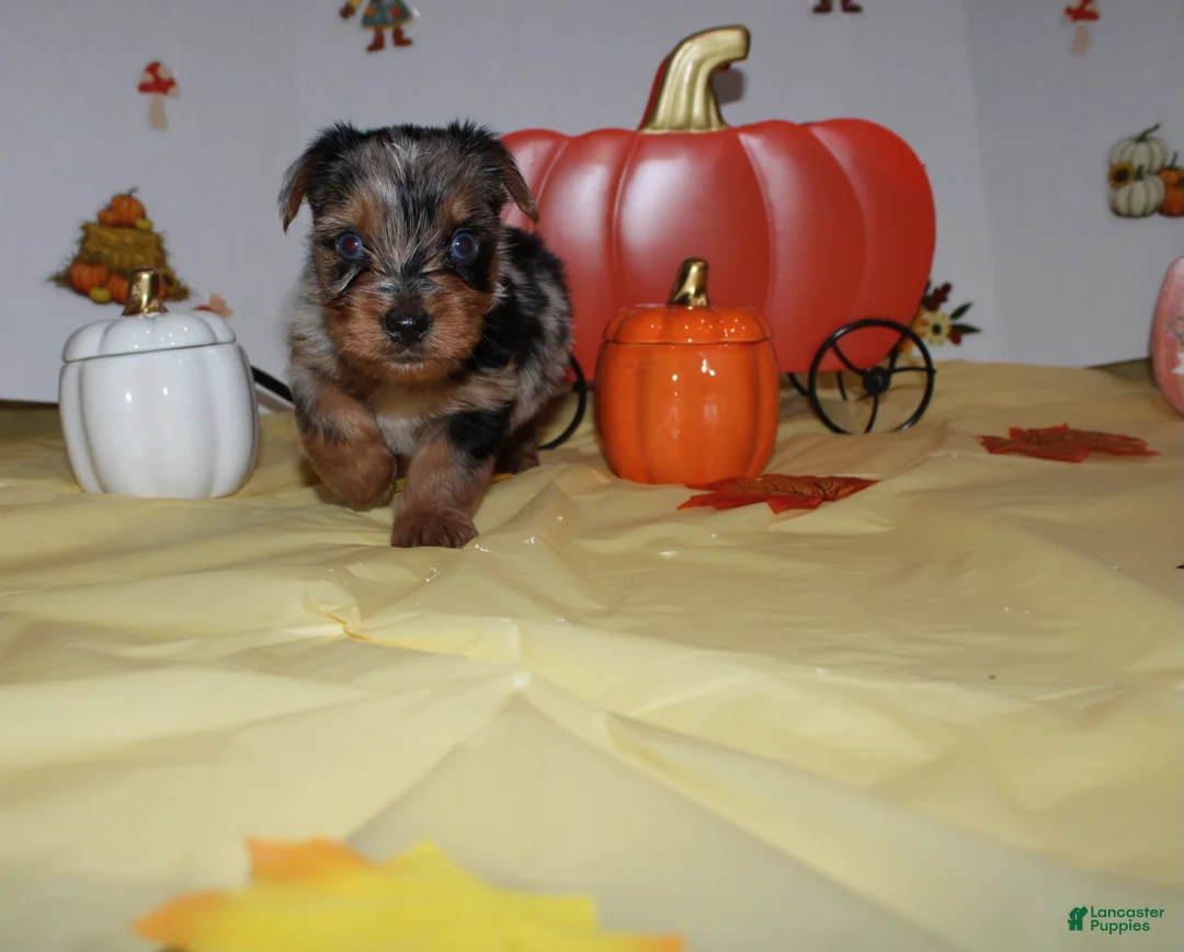 Yorkshire Terrier dogs for sale: Yorkshire Terrier 1 - Ad 2