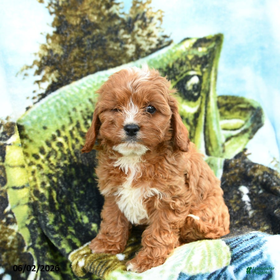 Cavapoo dogs for sale: Malachi - Ad 3
