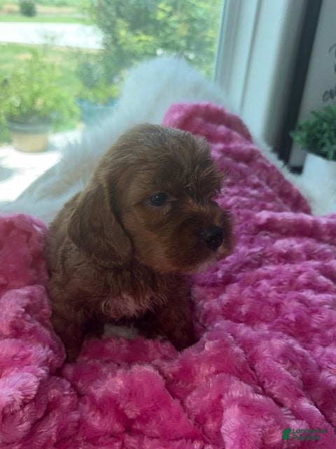 Mini Goldendoodle dogs for sale: Petunia - Ad 4