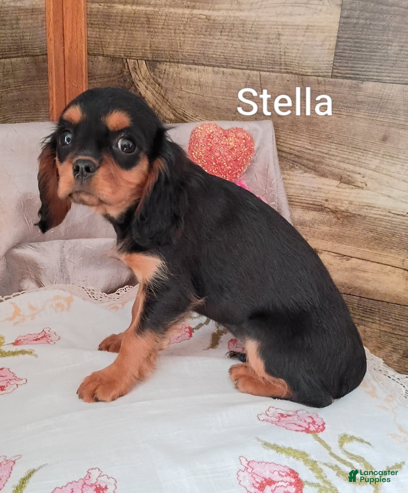 Cavalier King Charles Spaniel dogs for sale: Stella - Ad 2