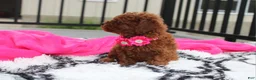 Toy Poodle dogs for sale: Kali - Ad 3
