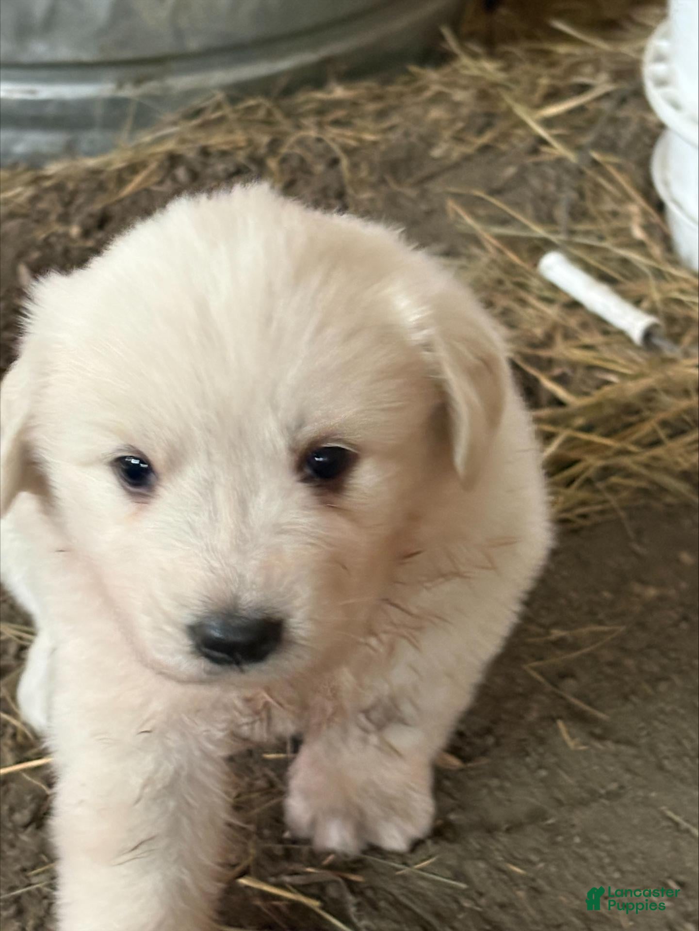 Great Pyrenees dogs for sale: Great Pyrenees 2 - Ad 19