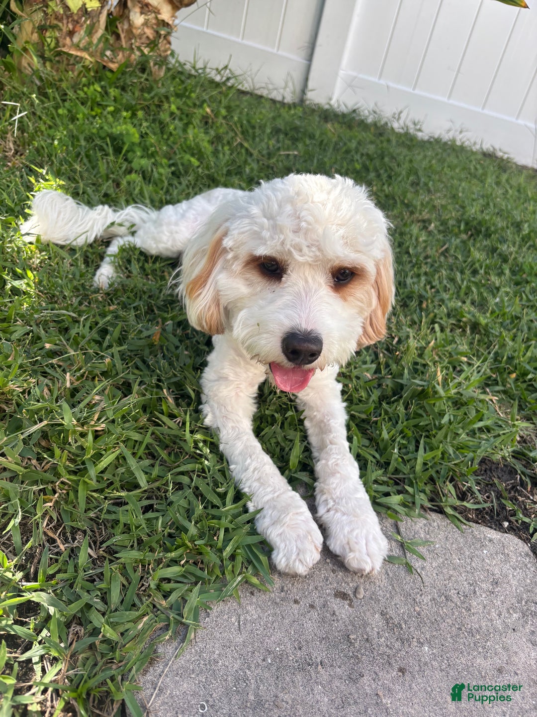 Cavapoo dogs for sale: Cavapoo Puppy 1 - Ad 5