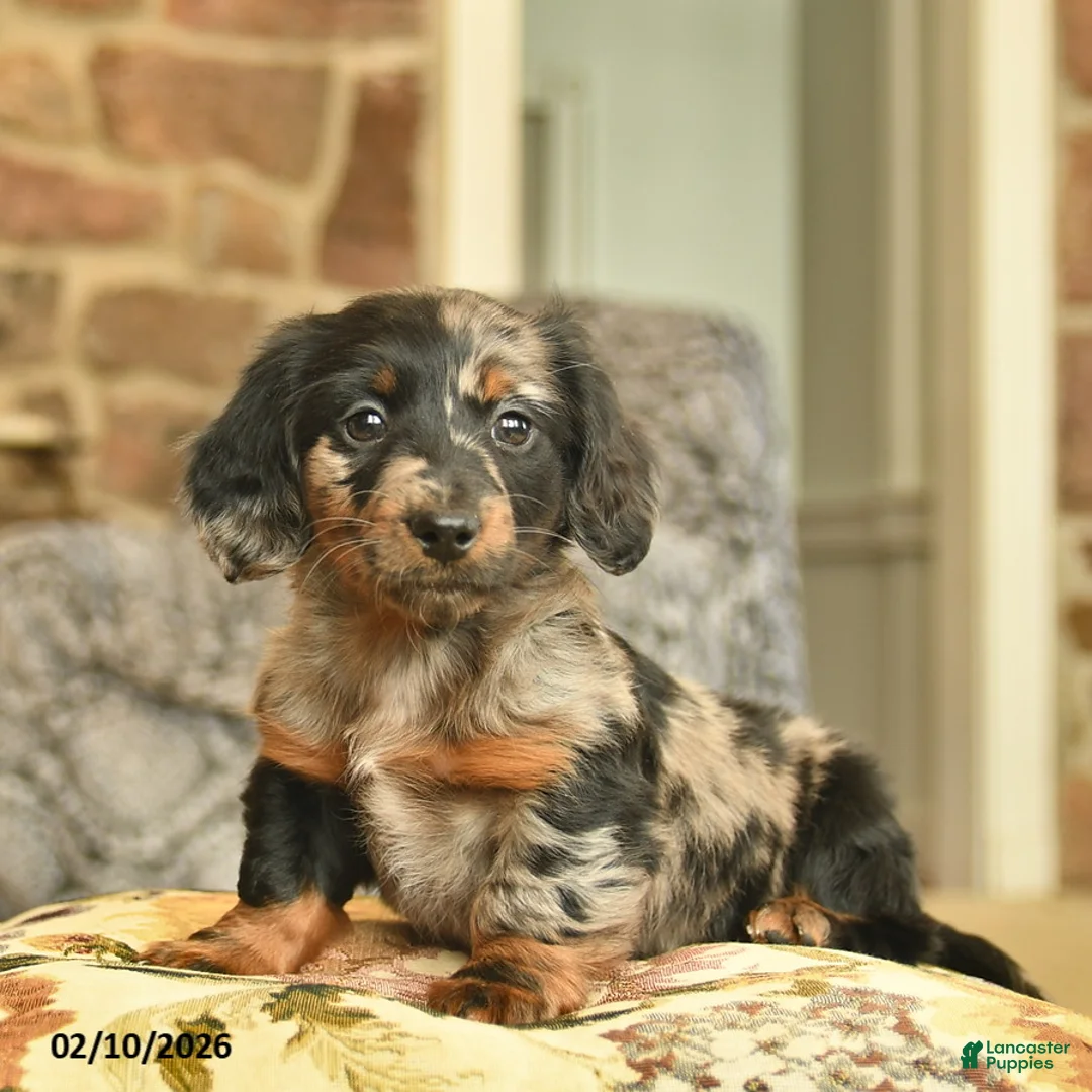 Miniature Dachshund dogs for sale: Missie  - Ad 3