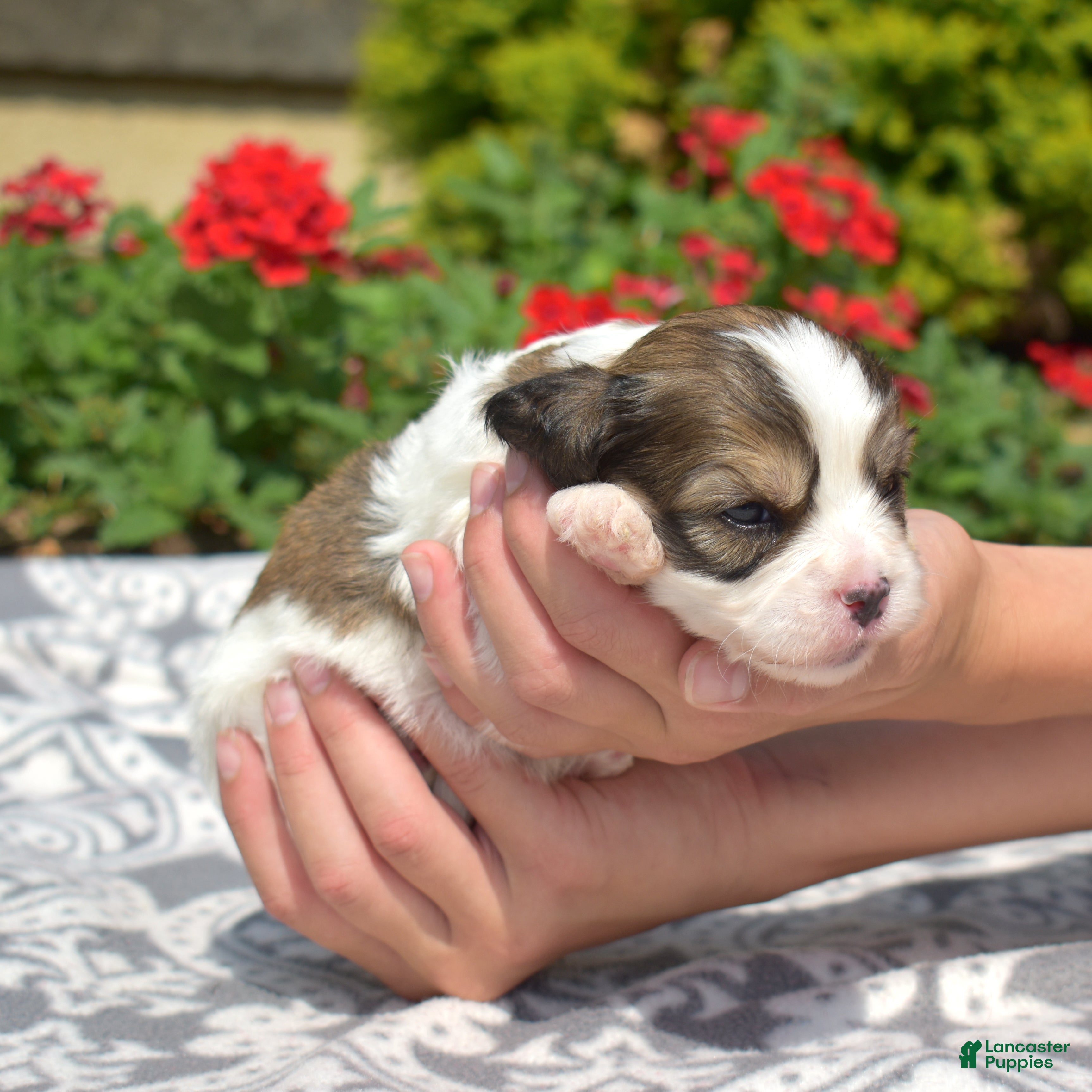 Cavachon dogs Patriot - Ad 2