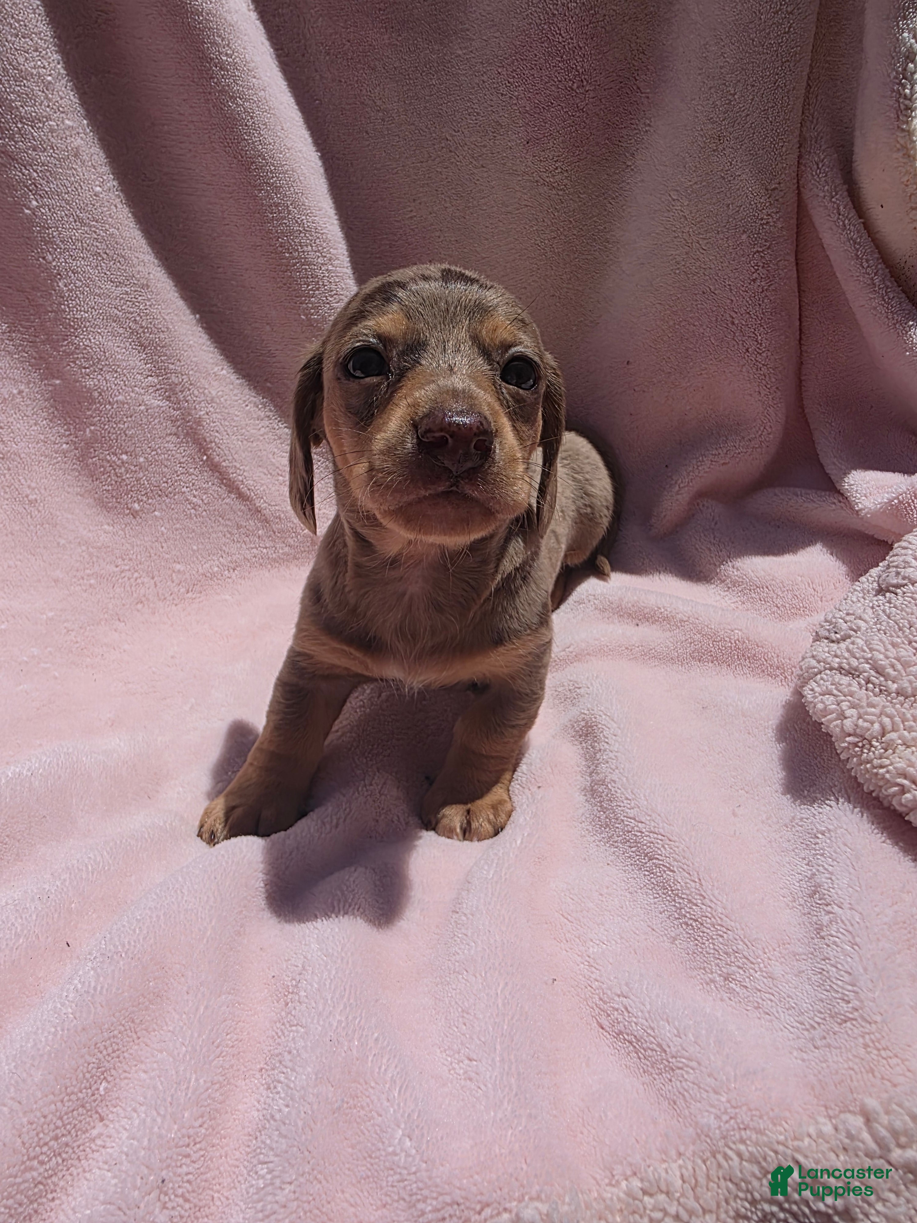 Miniature Dachshund dogs Miniature Dachshund Puppy 1 - Ad 1