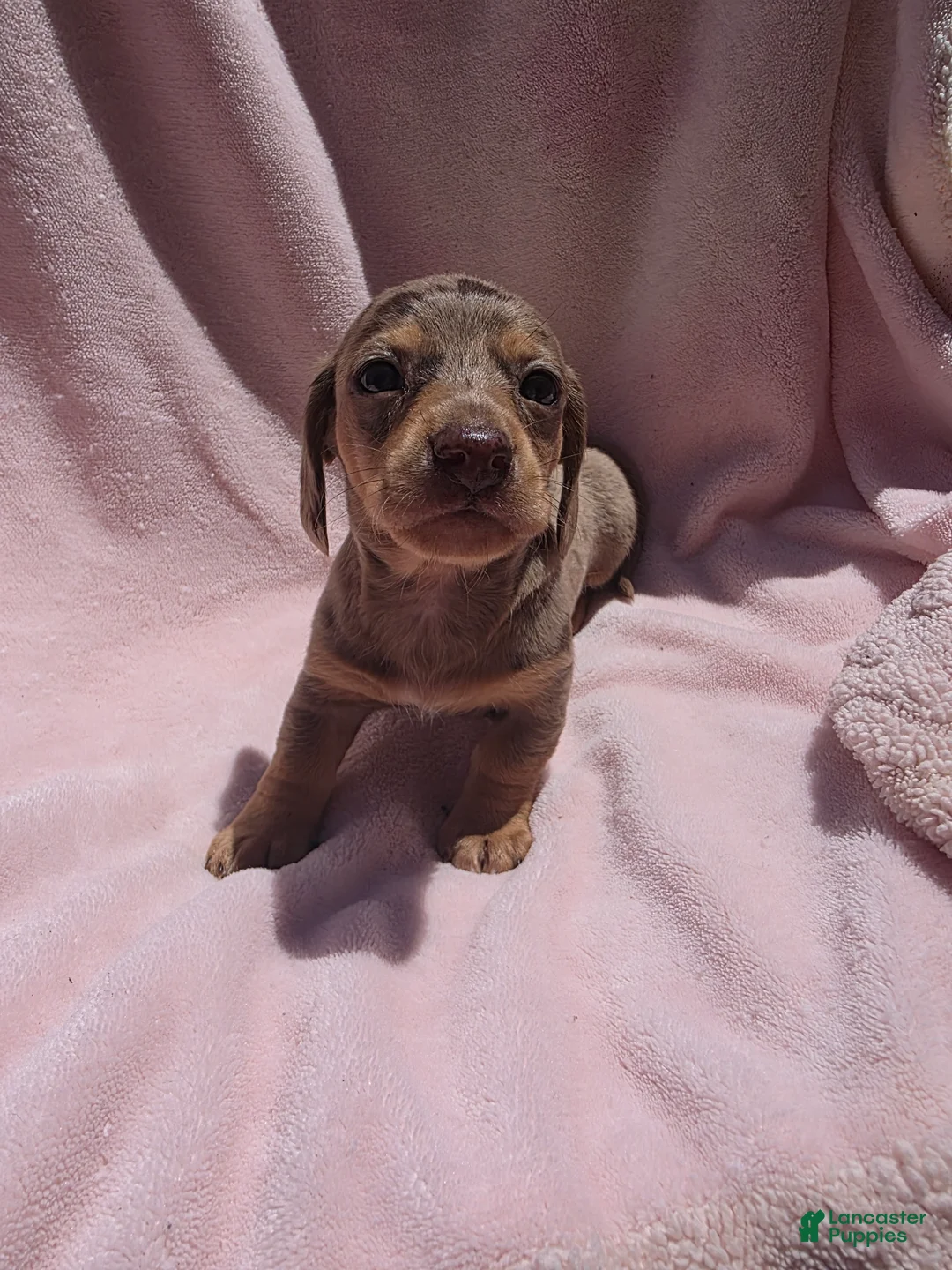 Miniature Dachshund dogs for sale: Miniature Dachshund Puppy 1 - Ad 1