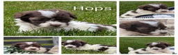 Havapoo dogs for sale: Hops - Ad 4