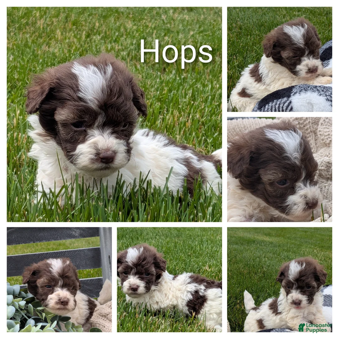 Havapoo dogs for sale: Hops - Ad 4