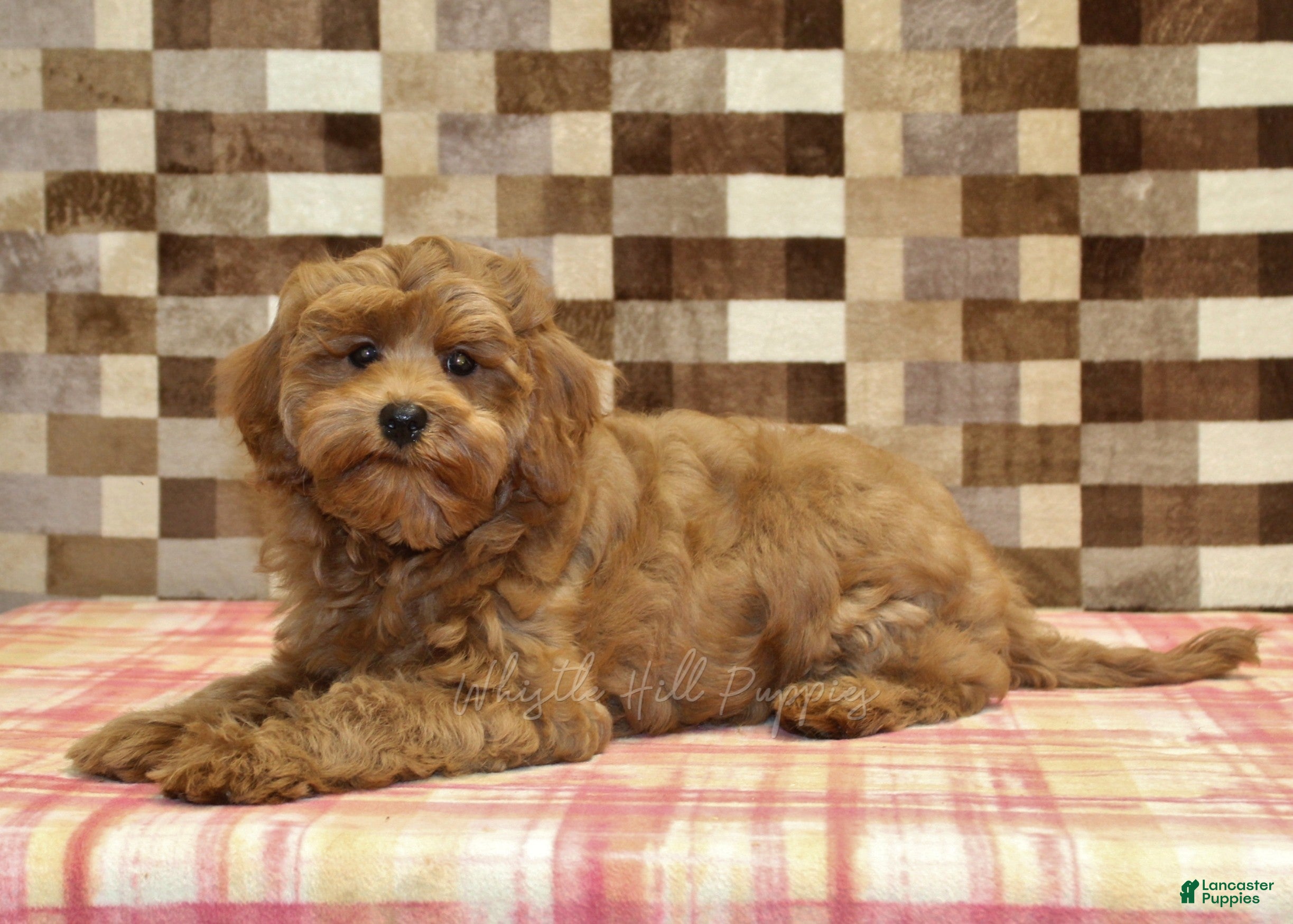 Cavapoo dogs Oscar - Ad 2