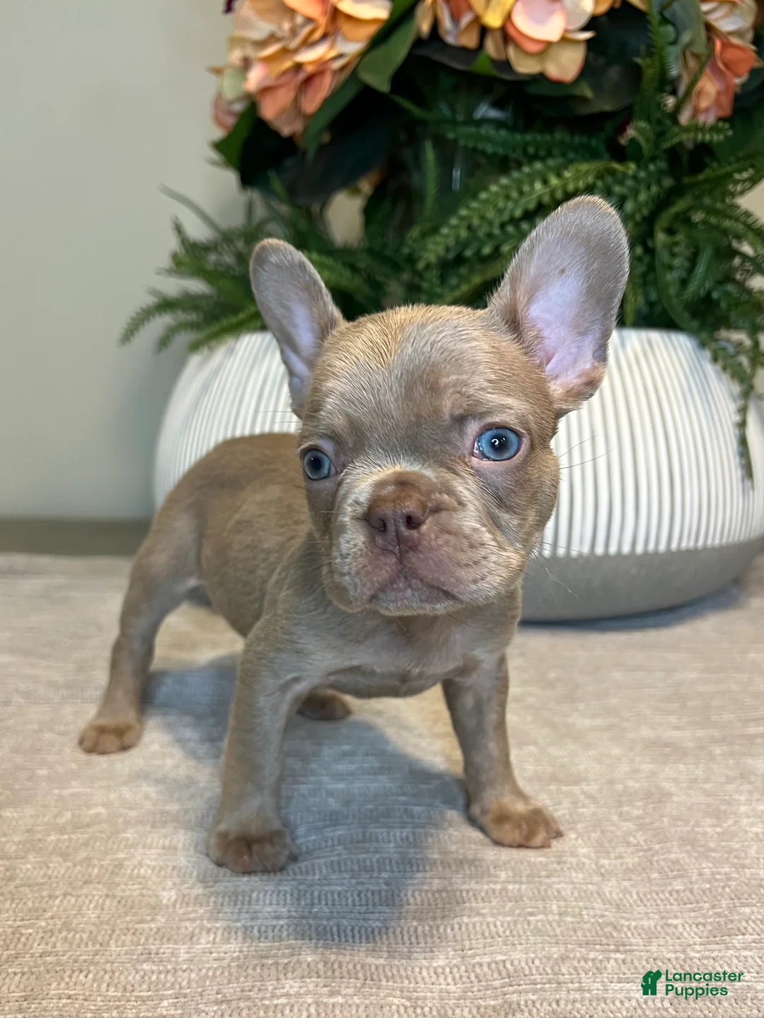 French Bulldog dogs for sale: Benji - Ad 7