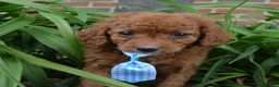 Cavapoo dogs for sale: Caesar - Ad 14
