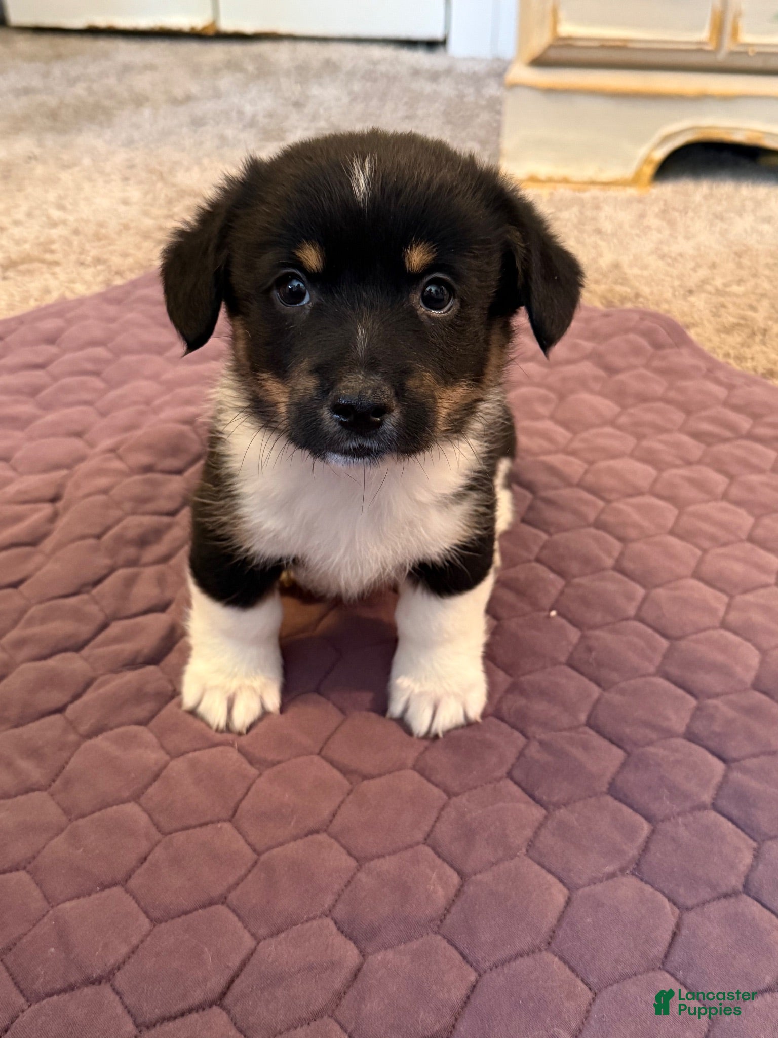 Mixed Breed dogs Mixed Breed 1 - Ad 10