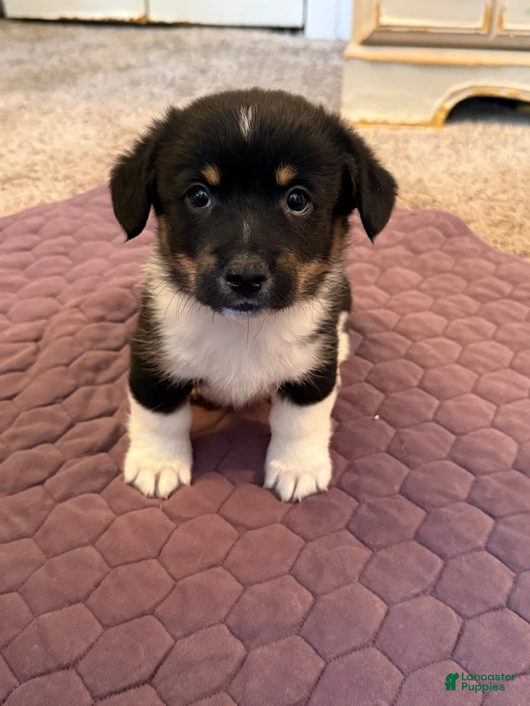 Mixed Breed dogs for sale: Mixed Breed 1 - Ad 1