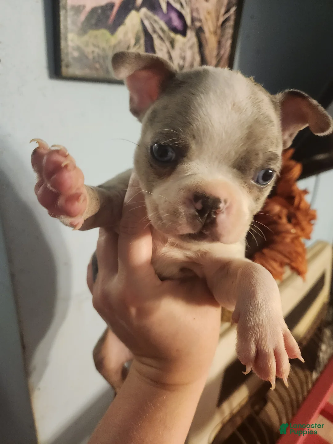 Boston Terrier dogs for sale: Boston Terrier 3 - Ad 1