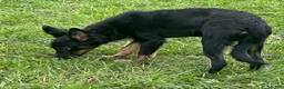 Mixed Breed dogs for sale: Mixed Breed 1 - Ad 4