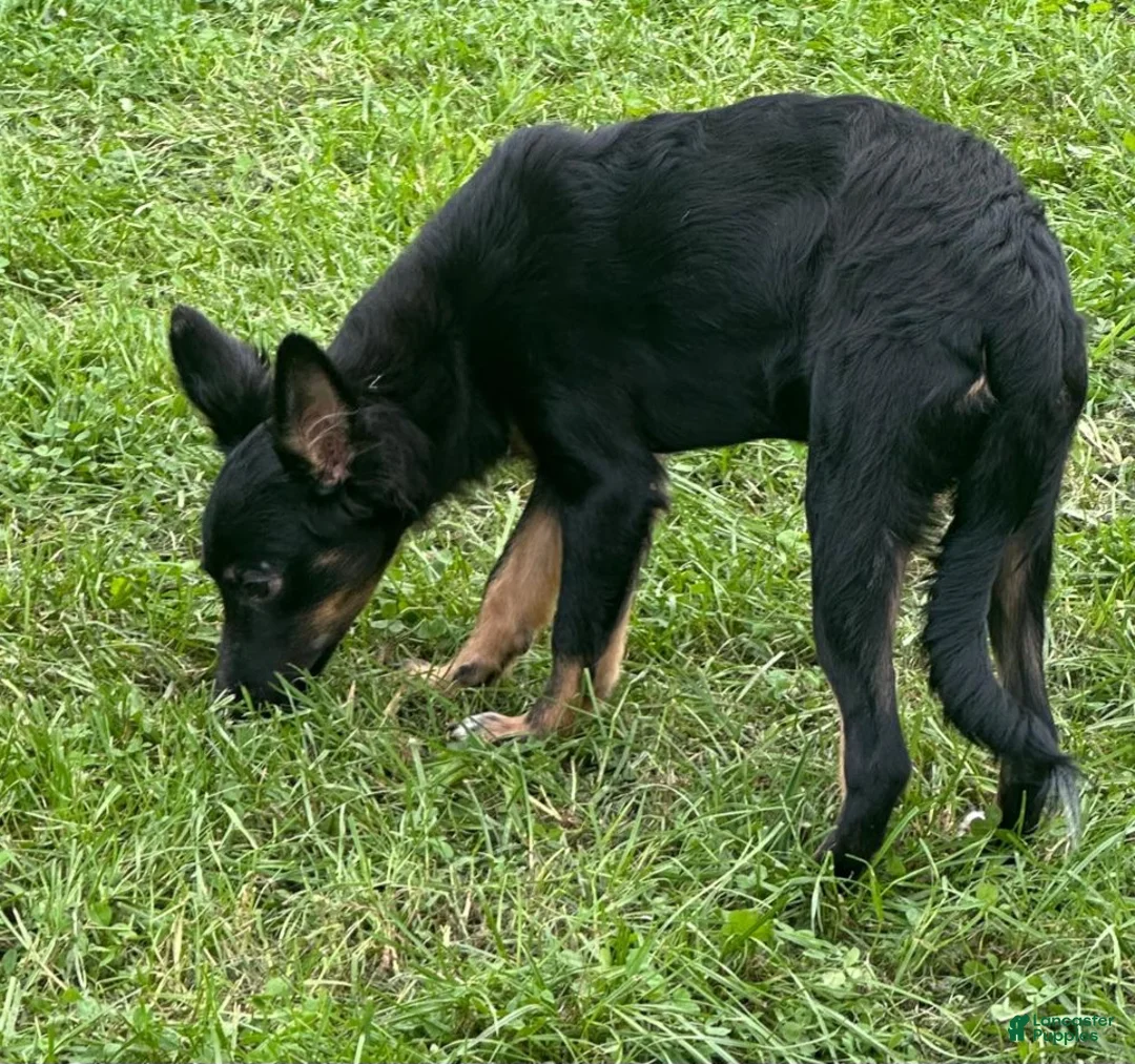 Mixed Breed dogs for sale: Mixed Breed 1 - Ad 4