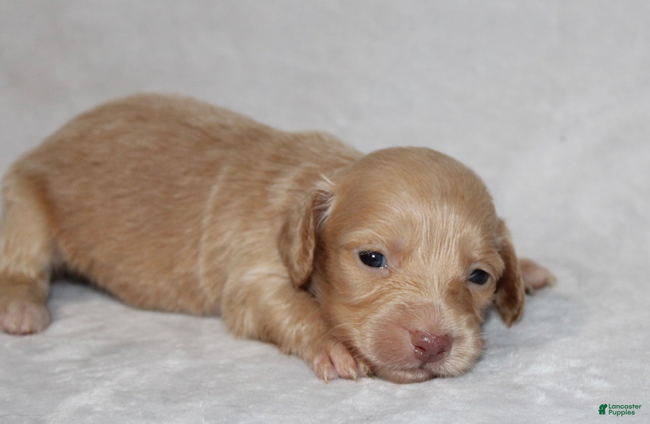 Miniature Dachshund dogs Sunny  - Ad 1