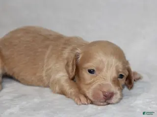 Miniature Dachshund dogs Sunny - Ad 1