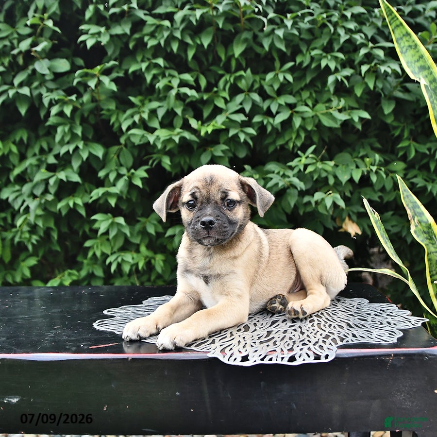Mixed Breed dogs Casper - Ad 2