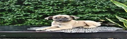 Mixed Breed dogs for sale: Casper - Ad 2