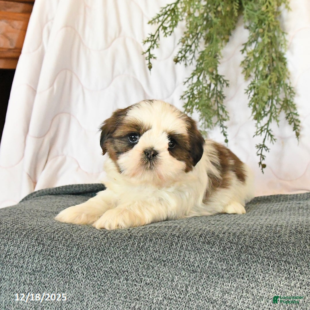 Shih Tzu dogs for sale: Charm  - Ad 4