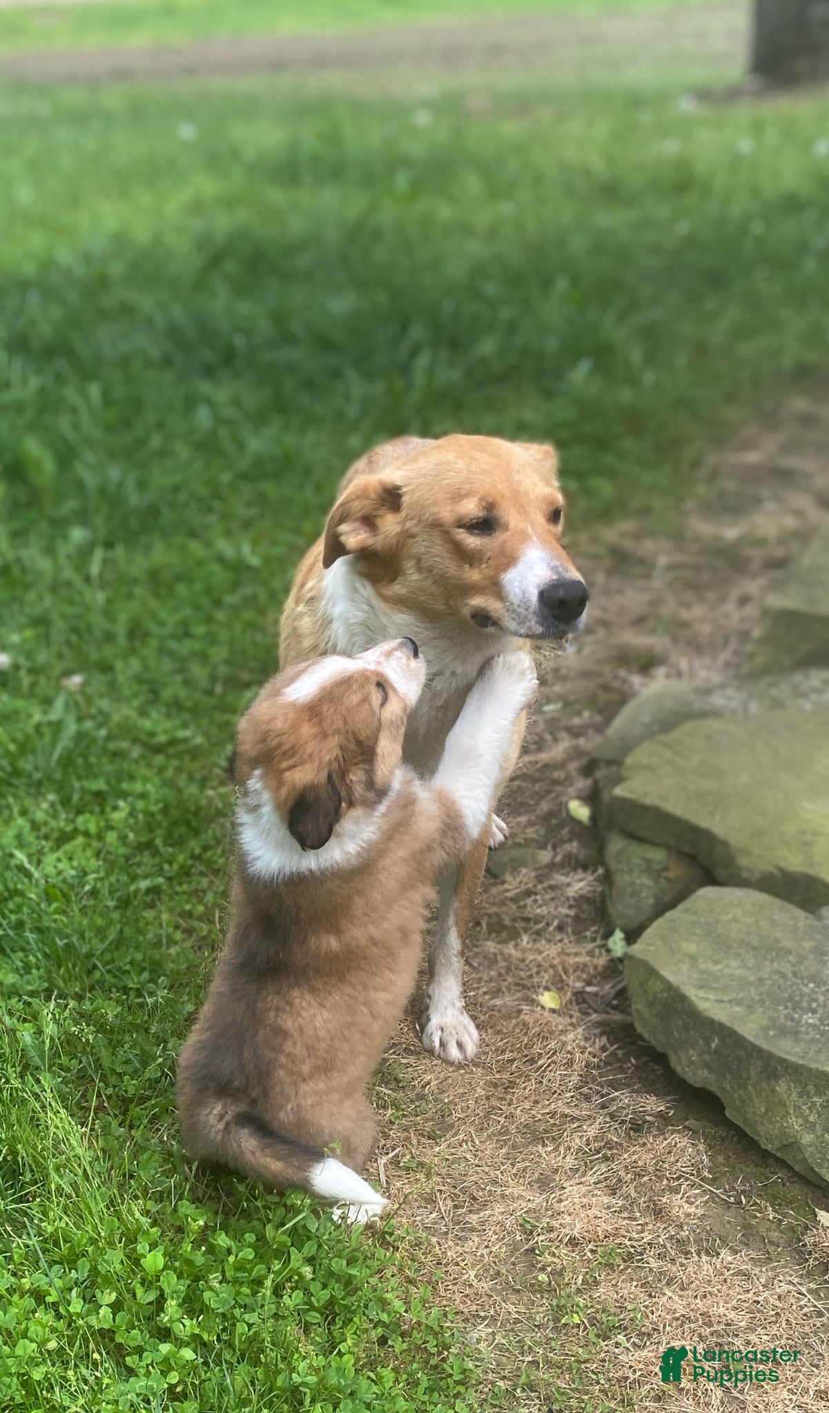 Mixed Breed dogs for sale: ♥️HAPPY GIRL HEIDI♥️ - Ad 7