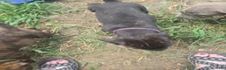 Cane Corso dogs for sale: Cane Corso 11 - Ad 7