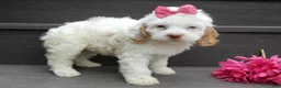 Cockapoo dogs for sale: Maci - Ad 2