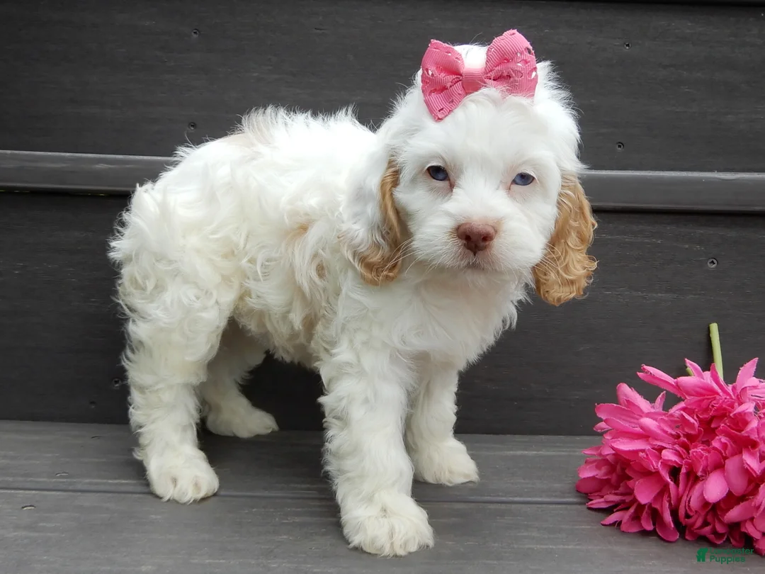 Cockapoo dogs for sale: Maci - Ad 2