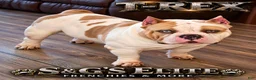 American Bully dogs for stud: T-Rex - Ad 1