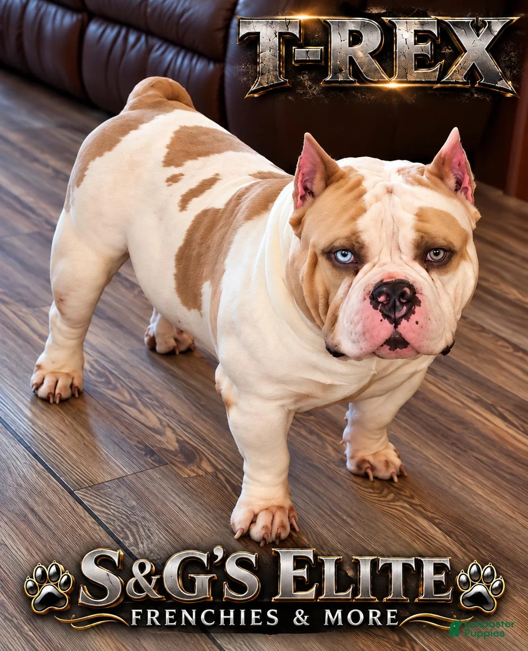 American Bully dogs for stud: T-Rex - Ad 1