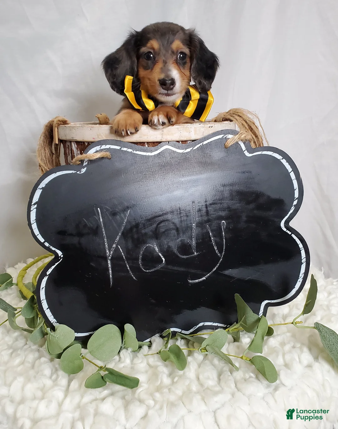Miniature Dachshund dogs for sale: Kody - Ad 5