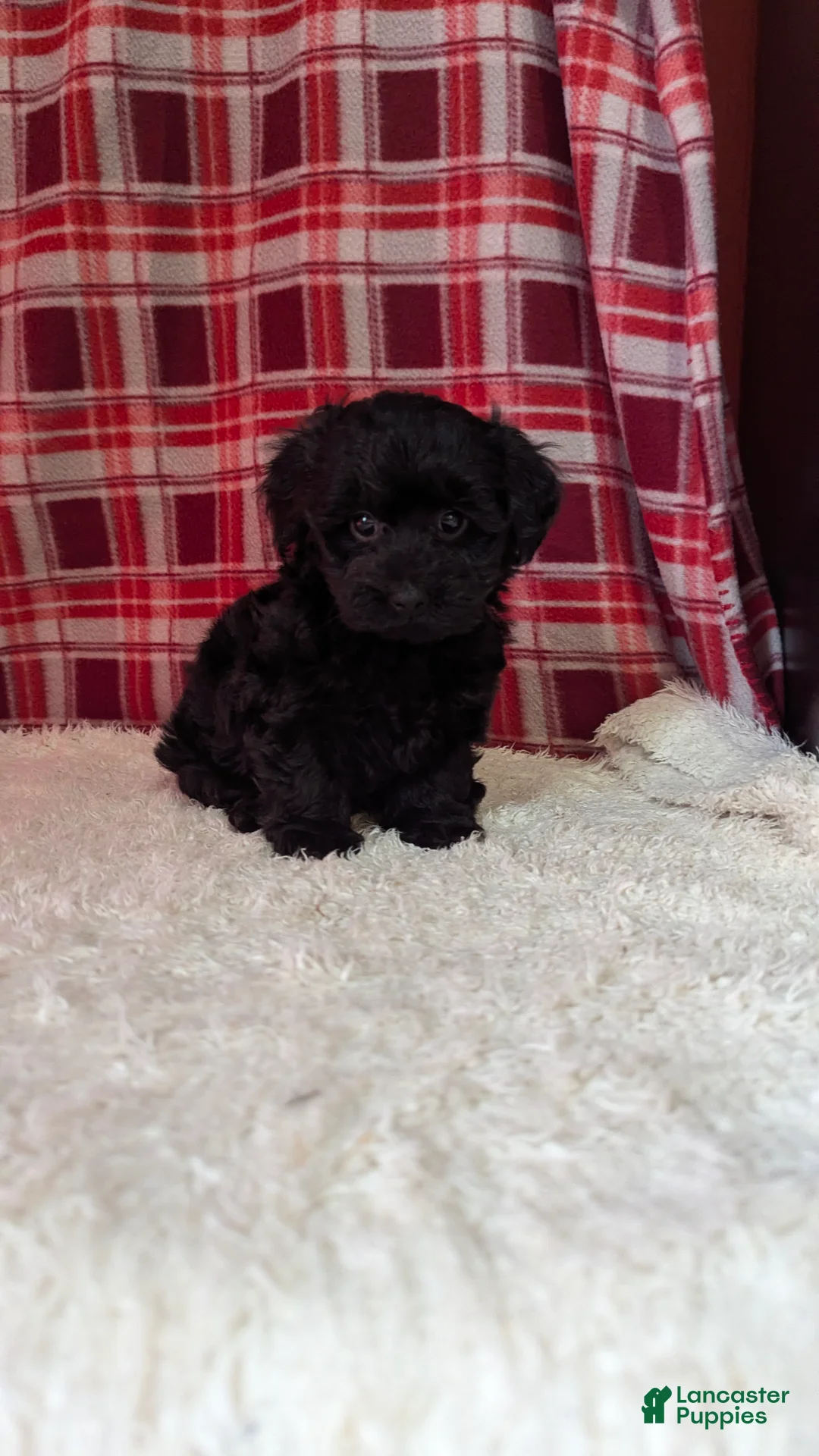 Yorkiepoo dogs for sale: Theo - Ad 5