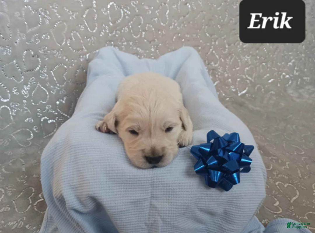 Golden Retriever dogs for sale: Erik - Ad 1