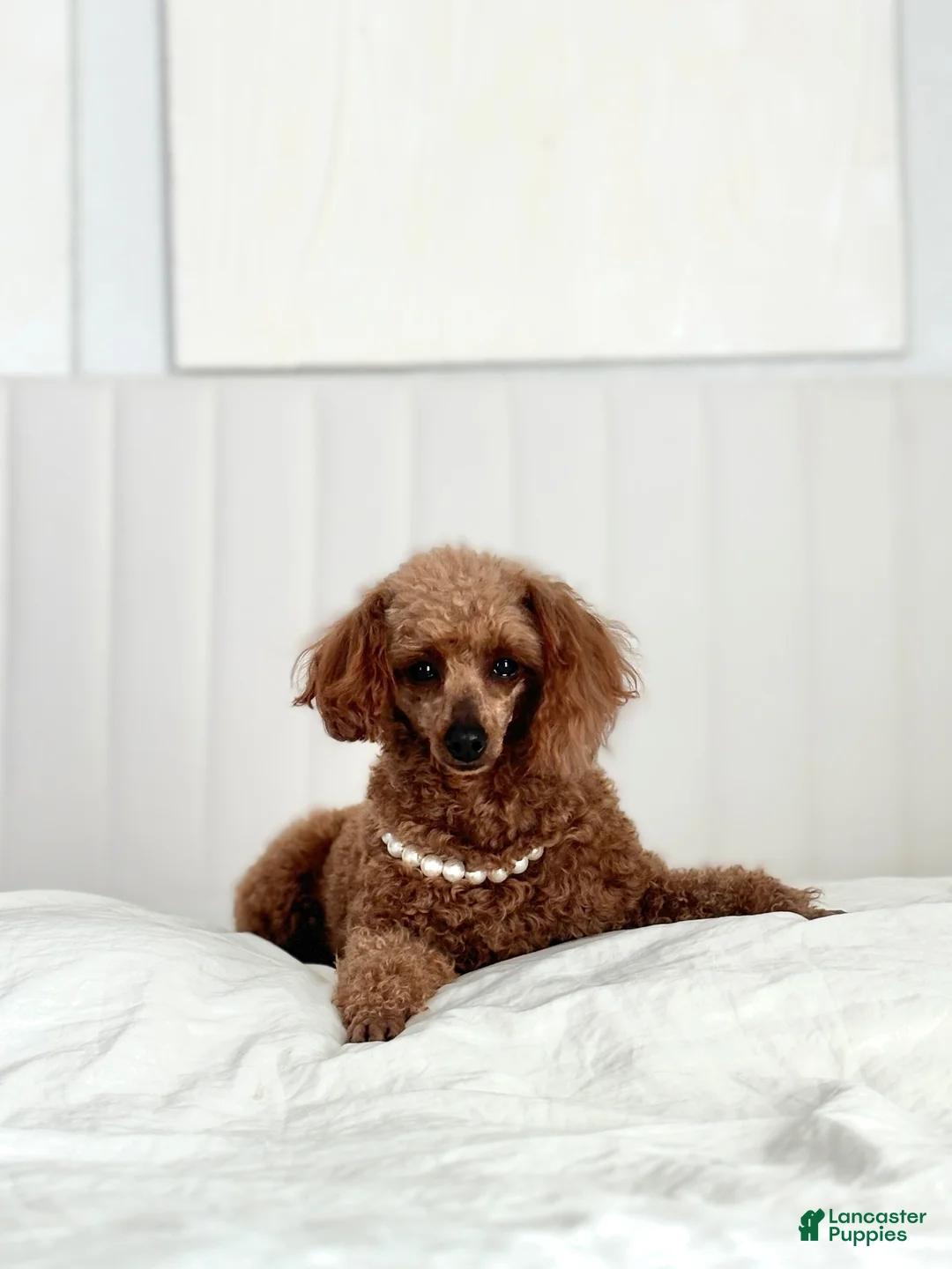 Toy Poodle dogs for sale: Toy Poodle 1 - Ad 5
