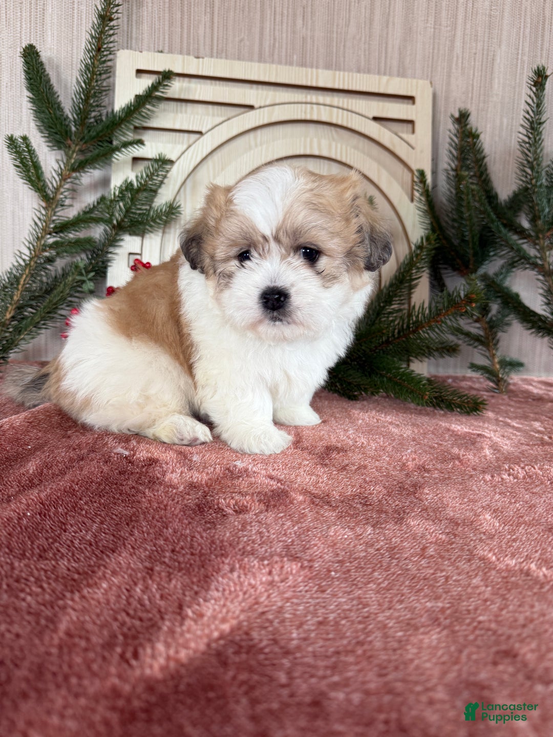 Teddy Bear dogs for sale: Sally - Ad 1