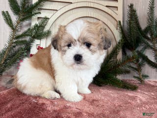 Teddy Bear dogs Sally - Ad 14