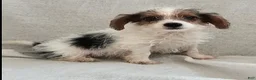 Mixed Breed dogs for sale: Toby - Ad 1