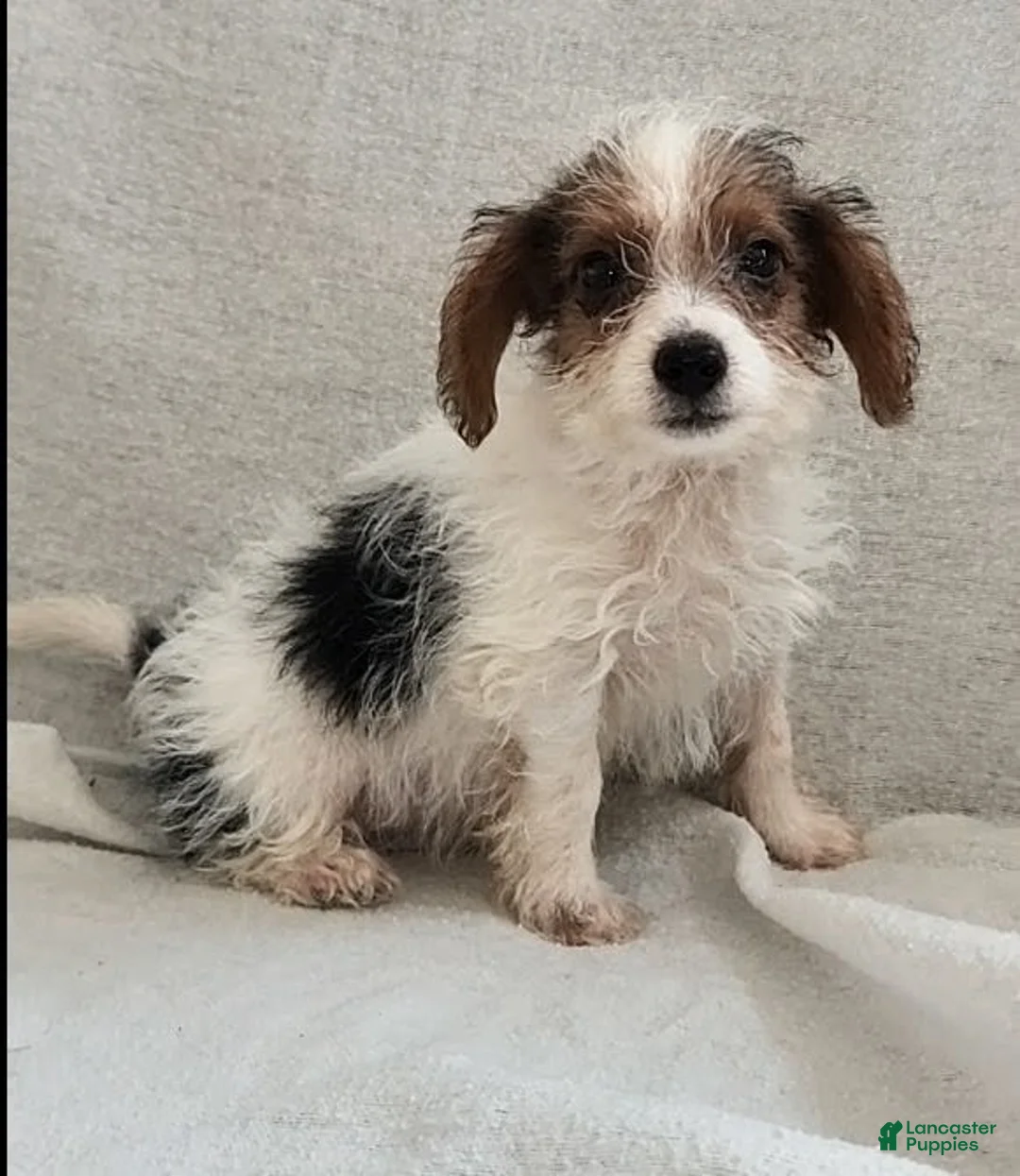 Mixed Breed dogs for sale: Toby - Ad 1