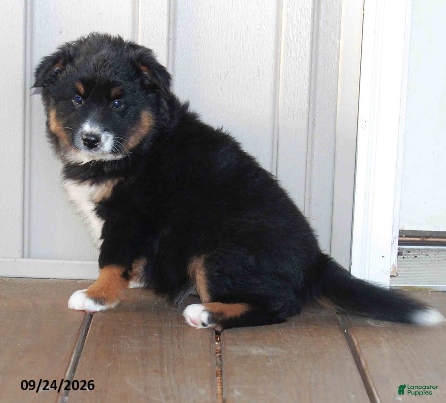 Mixed Breed dogs Carrie - Ad 1