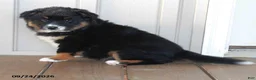 Mixed Breed dogs for sale: Carrie - Ad 1
