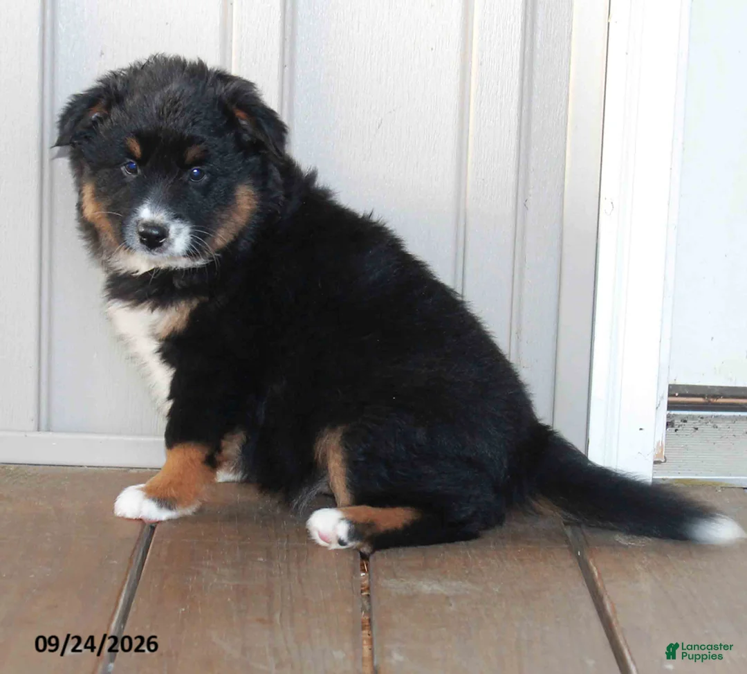 Mixed Breed dogs for sale: Carrie - Ad 1