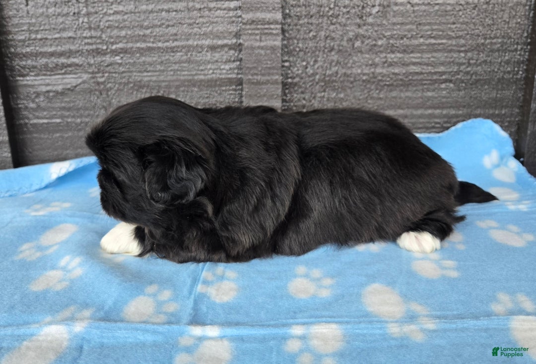 Pekingese dogs for sale: Lurch - Ad 6