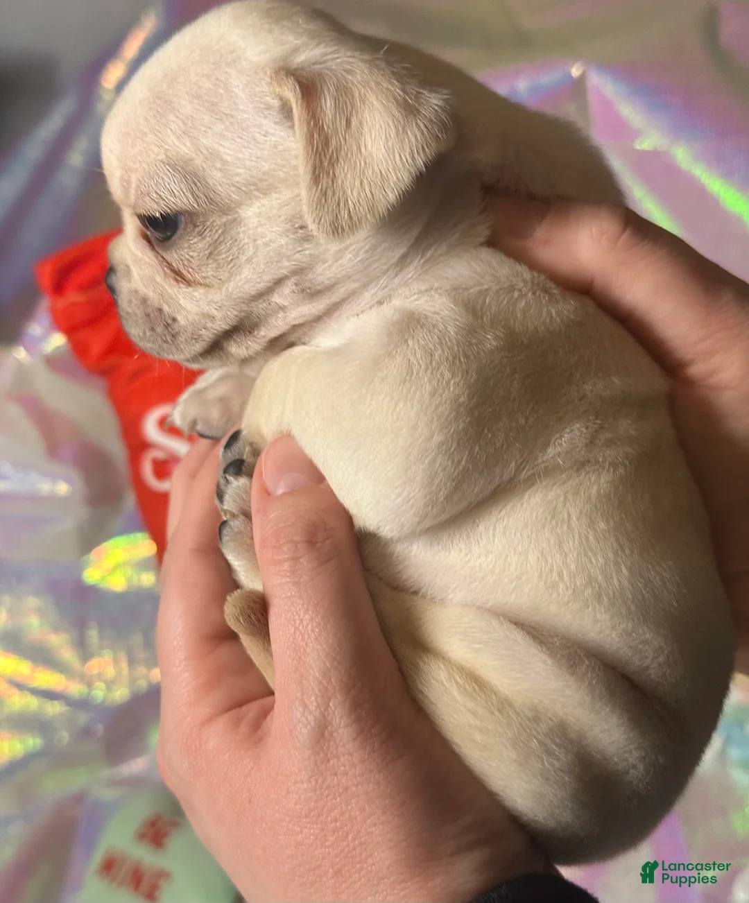 Pug dogs for sale: Sugar - Ad 6