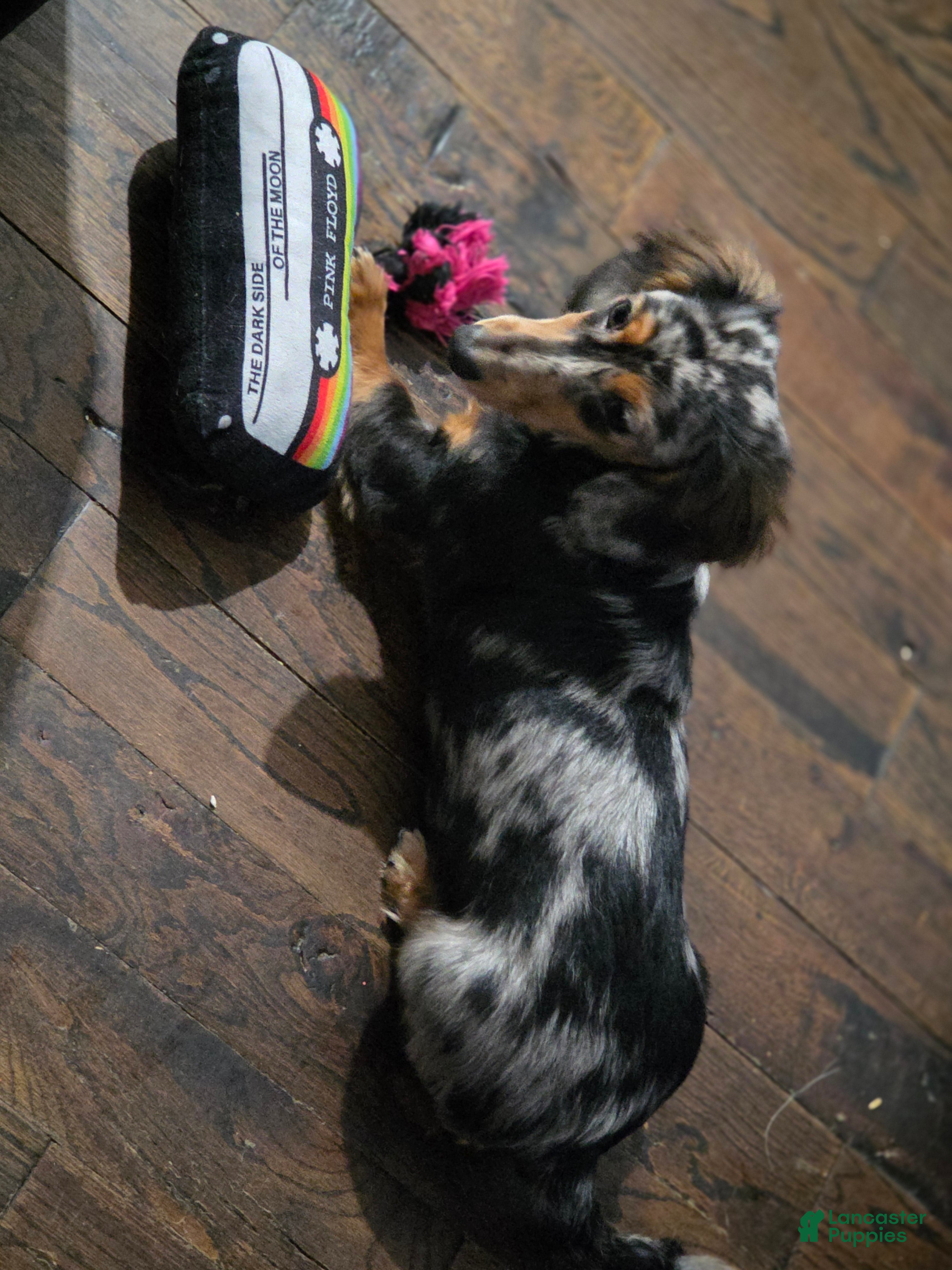 Miniature Dachshund dogs Turbo  - Ad 1