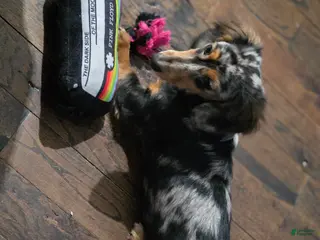 Miniature Dachshund dogs for sale: Turbo - Ad 2