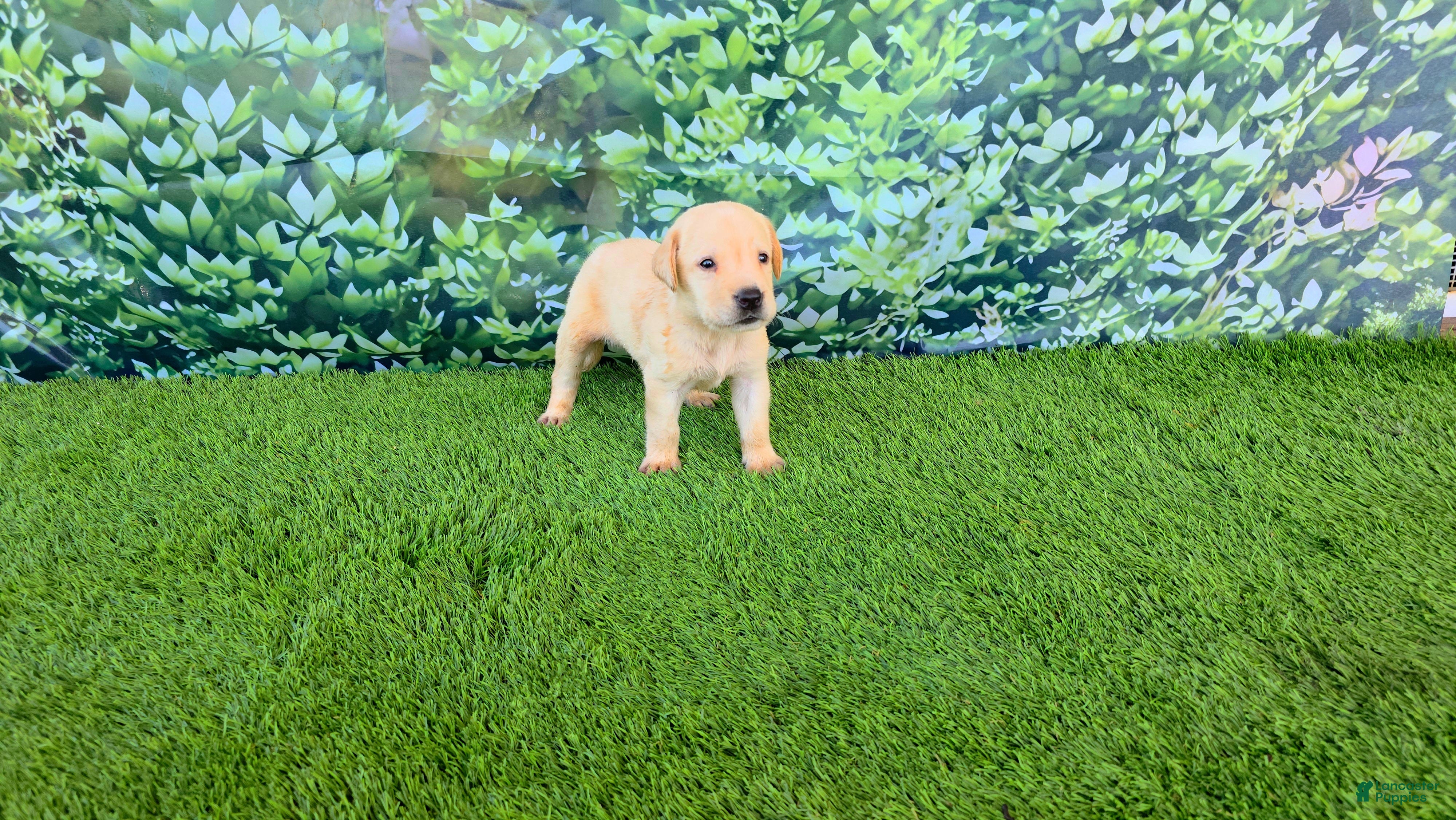 Labrador Retriever dogs Rosie - Ad 42