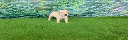 Labrador Retriever dogs for sale: Rosie - Ad 2