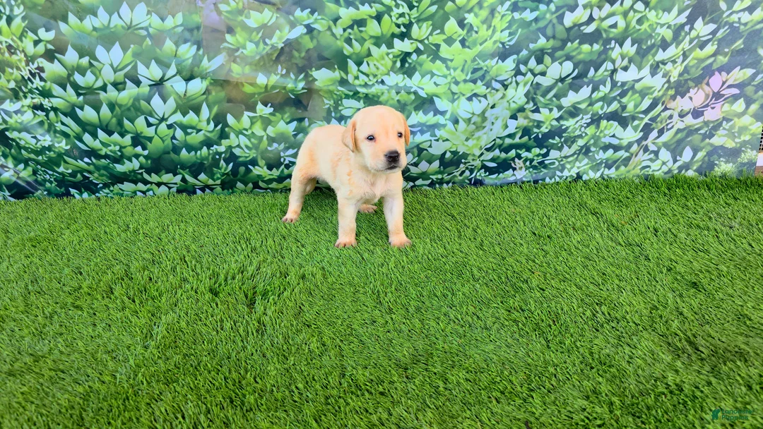 Labrador Retriever dogs for sale: Rosie - Ad 2